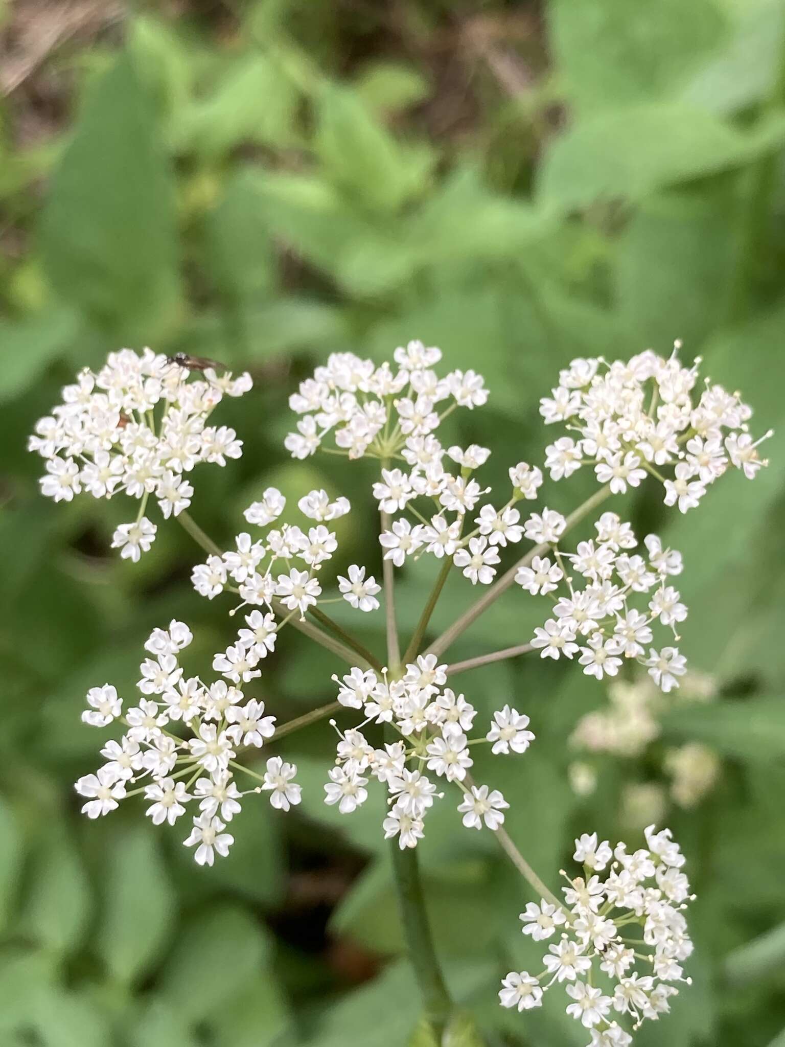 Oxypolis fendleri (A. Gray) Heller的圖片