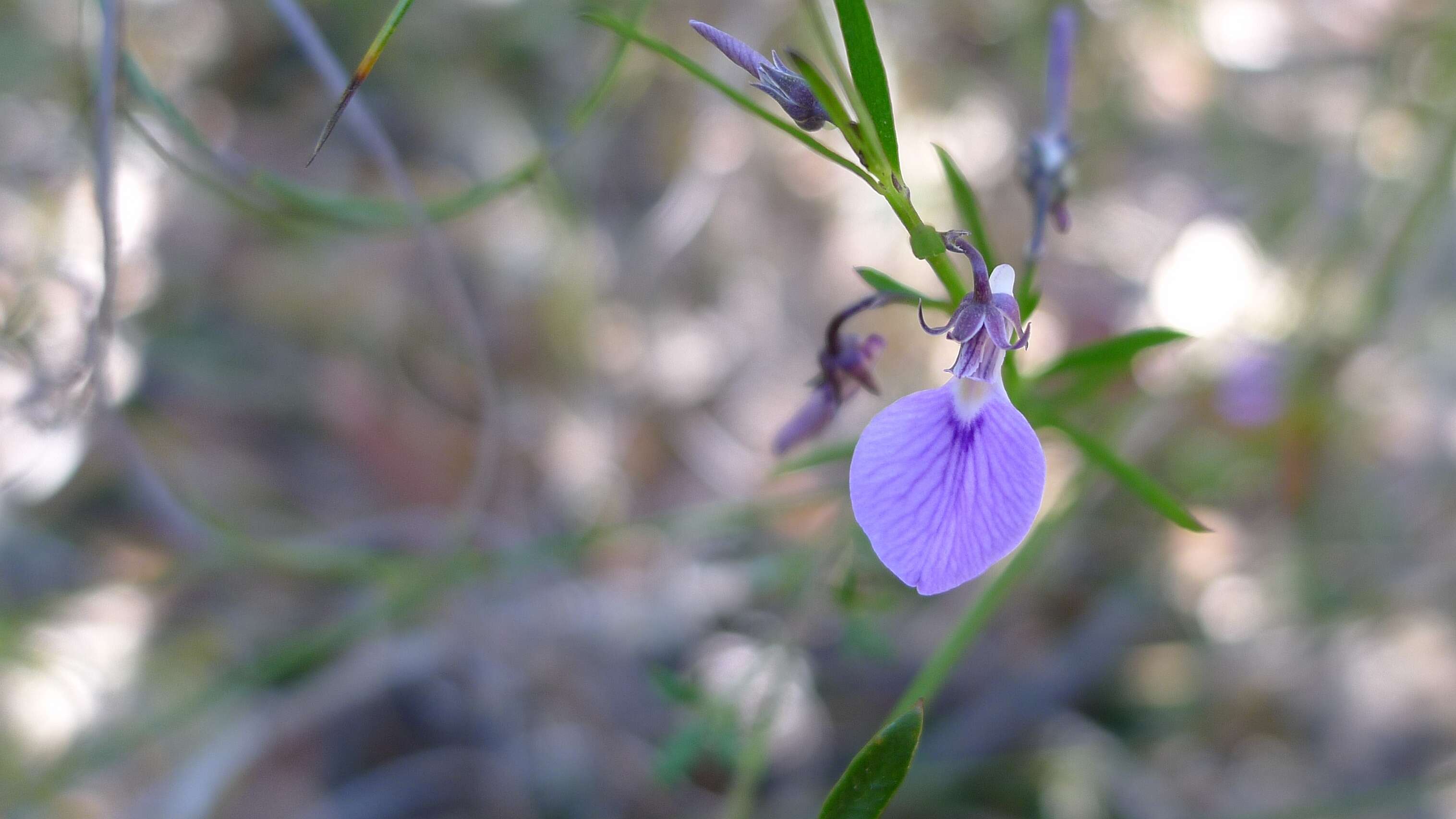 Sivun Hybanthus vernonii (F. Müll.) F. Müll. kuva