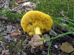 Image of Suillus subaureus (Peck) Snell 1944