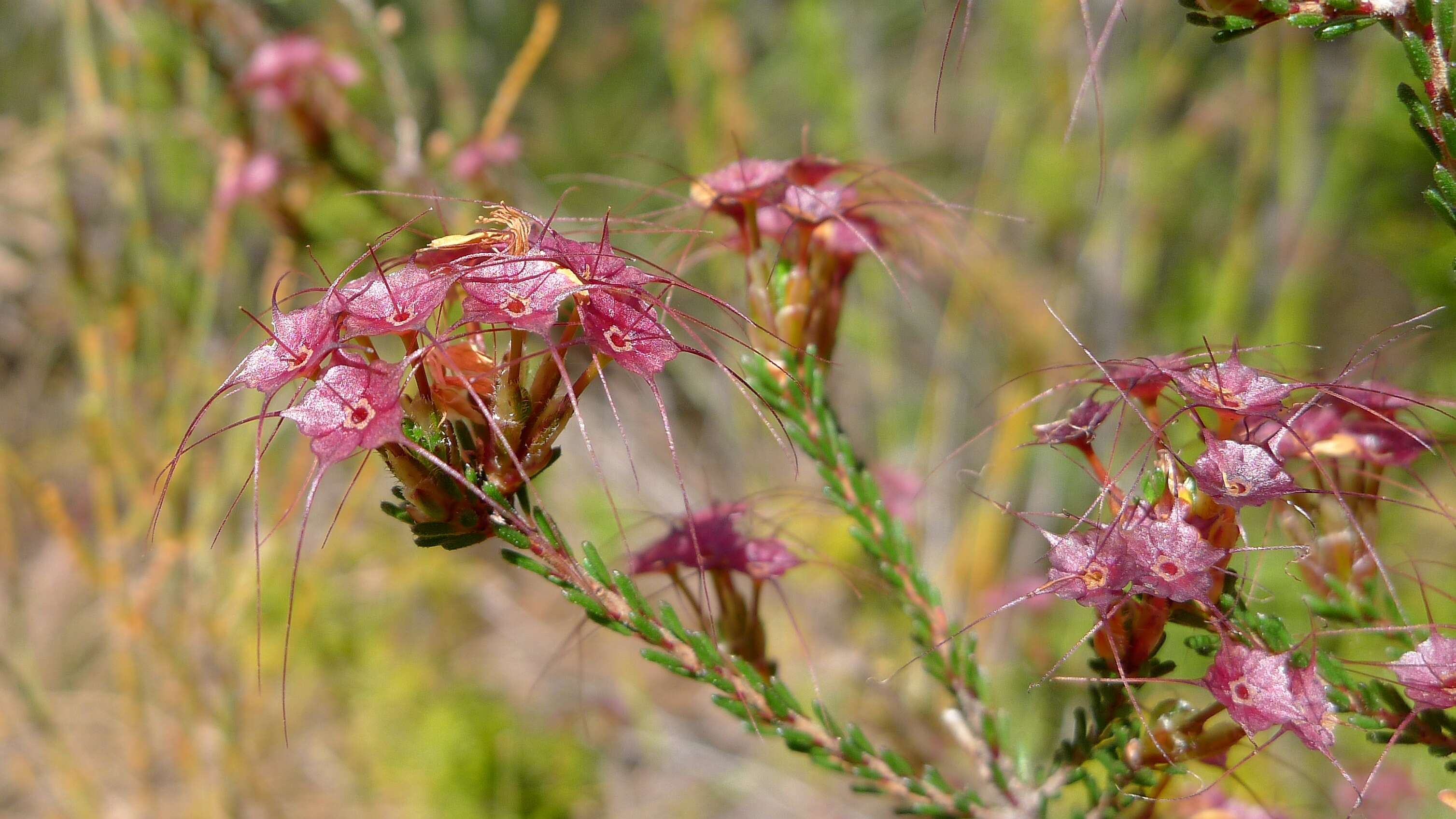 Image of Calytrix tetragona Labill.