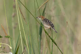 Image of Stout Cisticola