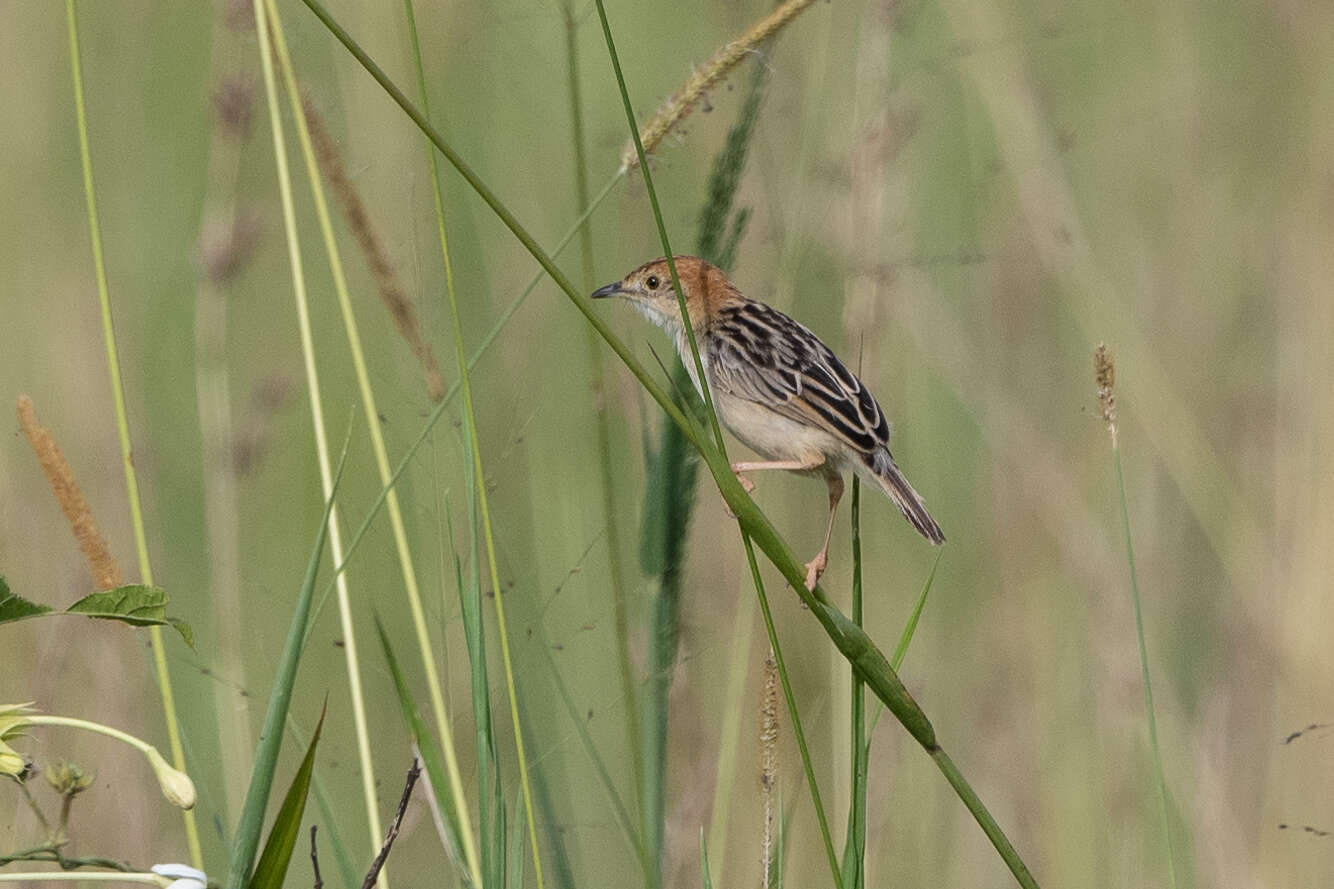 Image of Stout Cisticola