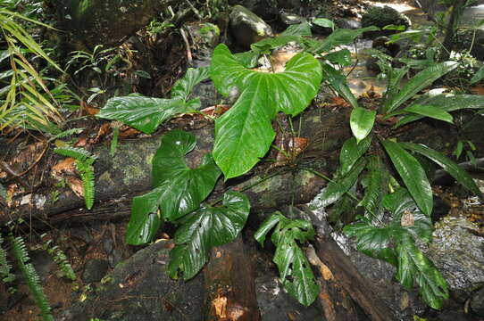 Anthurium ravenii Croat & R. A. Baker resmi