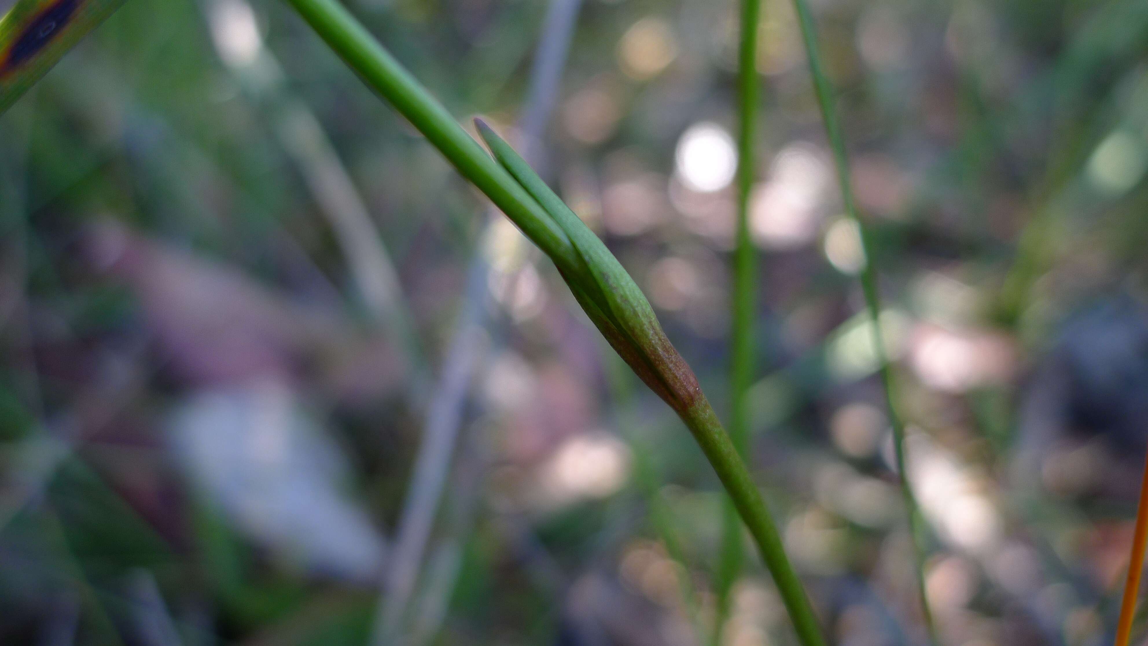 Image of Burchardia umbellata R. Br.