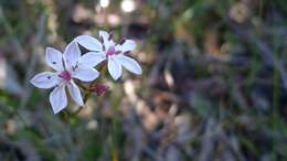 Image of Burchardia umbellata R. Br.