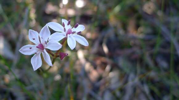 Image of Burchardia umbellata R. Br.