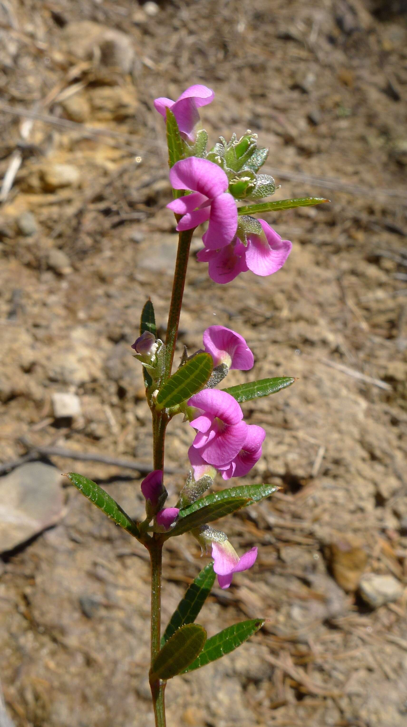 Image of Heath Mirbelia