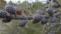 Image of Allocasuarina distyla (Vent.) L. A. S. Johnson