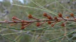 Image of Allocasuarina distyla (Vent.) L. A. S. Johnson