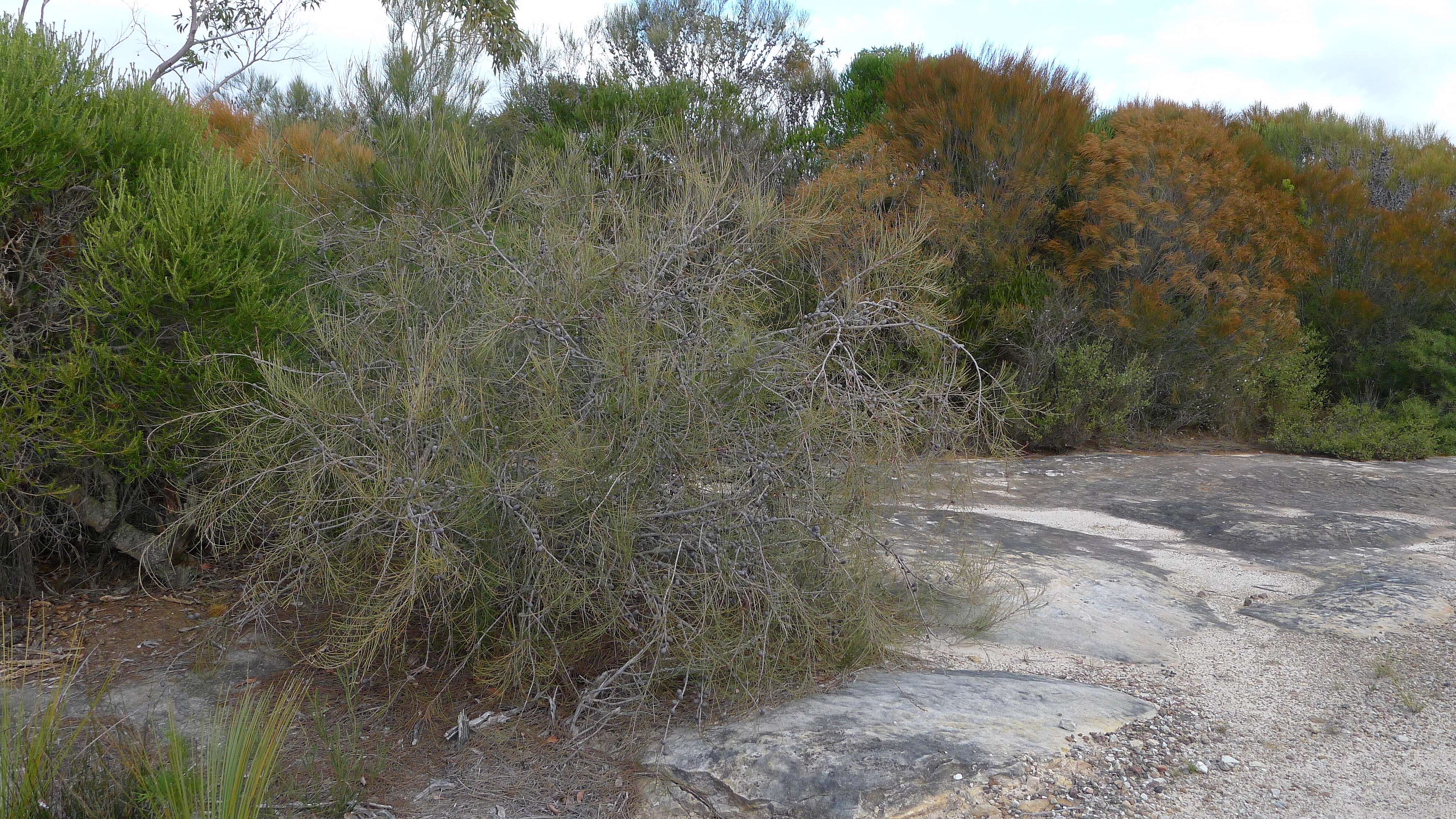 Image of Allocasuarina distyla (Vent.) L. A. S. Johnson