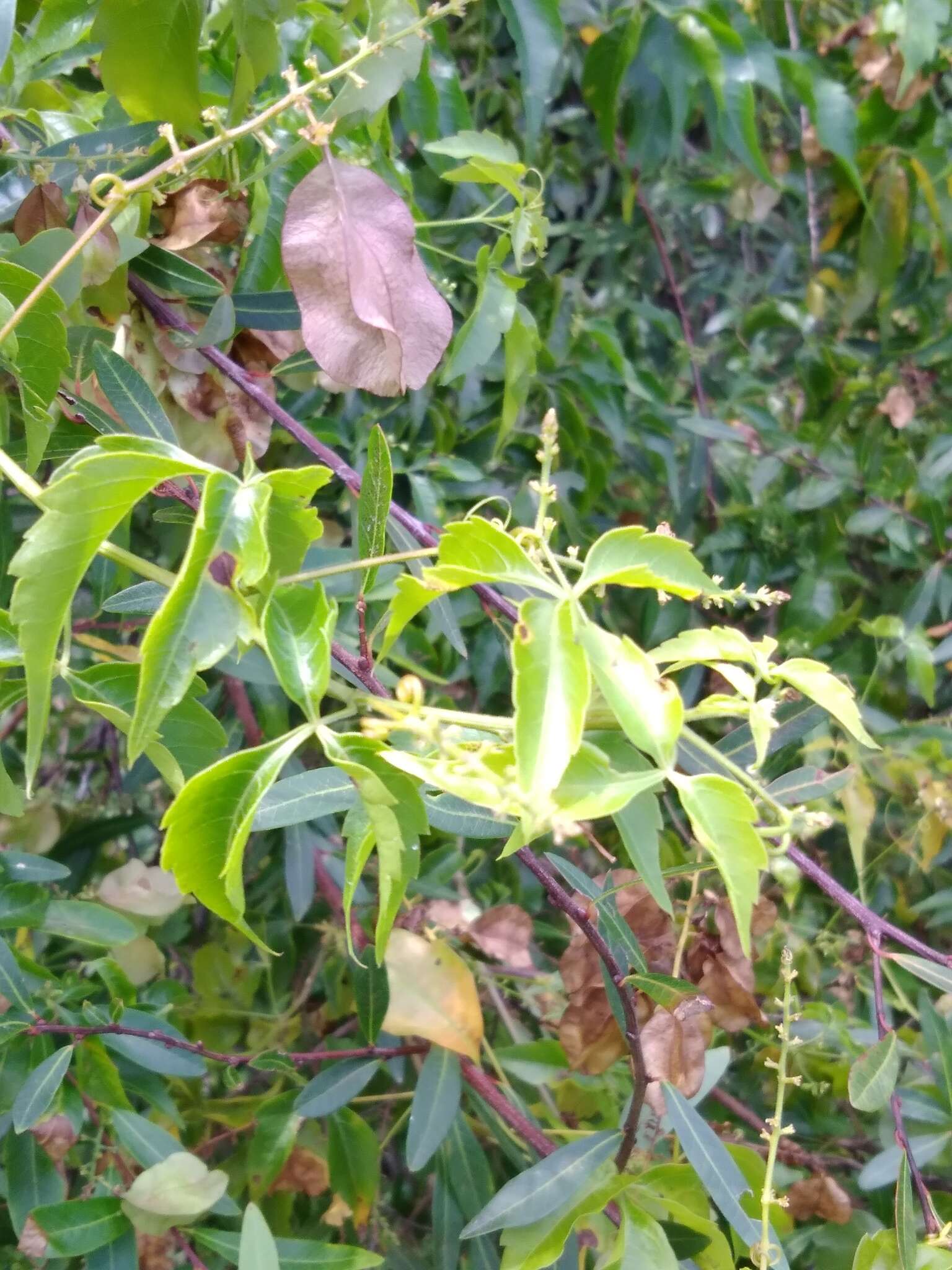 Urvillea uniloba Radlk.的圖片