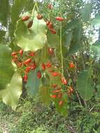 Image of Florida poisontree