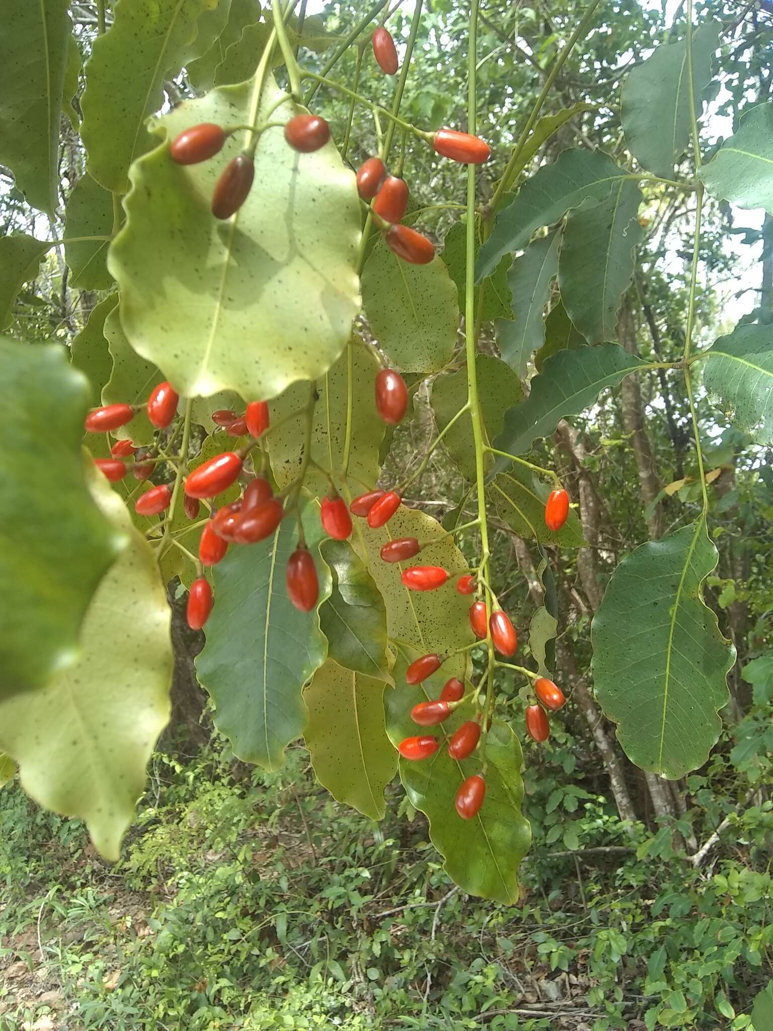 Image of Florida poisontree