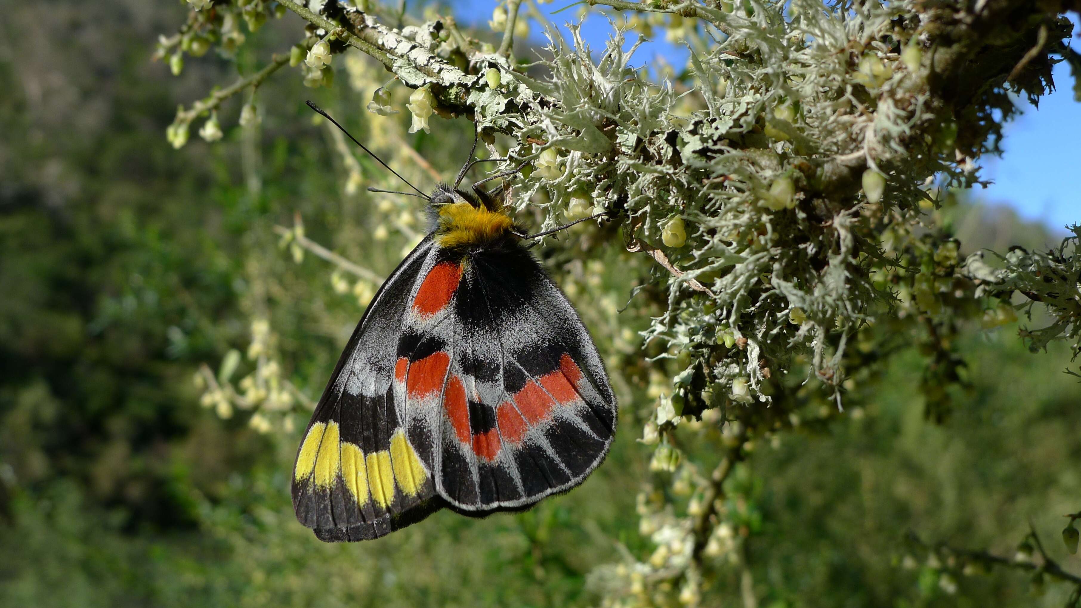 Image of Delias harpalyce (Donovan 1805)