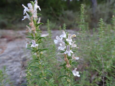 Image of perennial savory