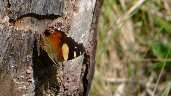 Image of Vanessa itea