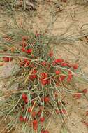 Image of Ephedra monosperma J. G. Gmel. ex C. A. Mey.