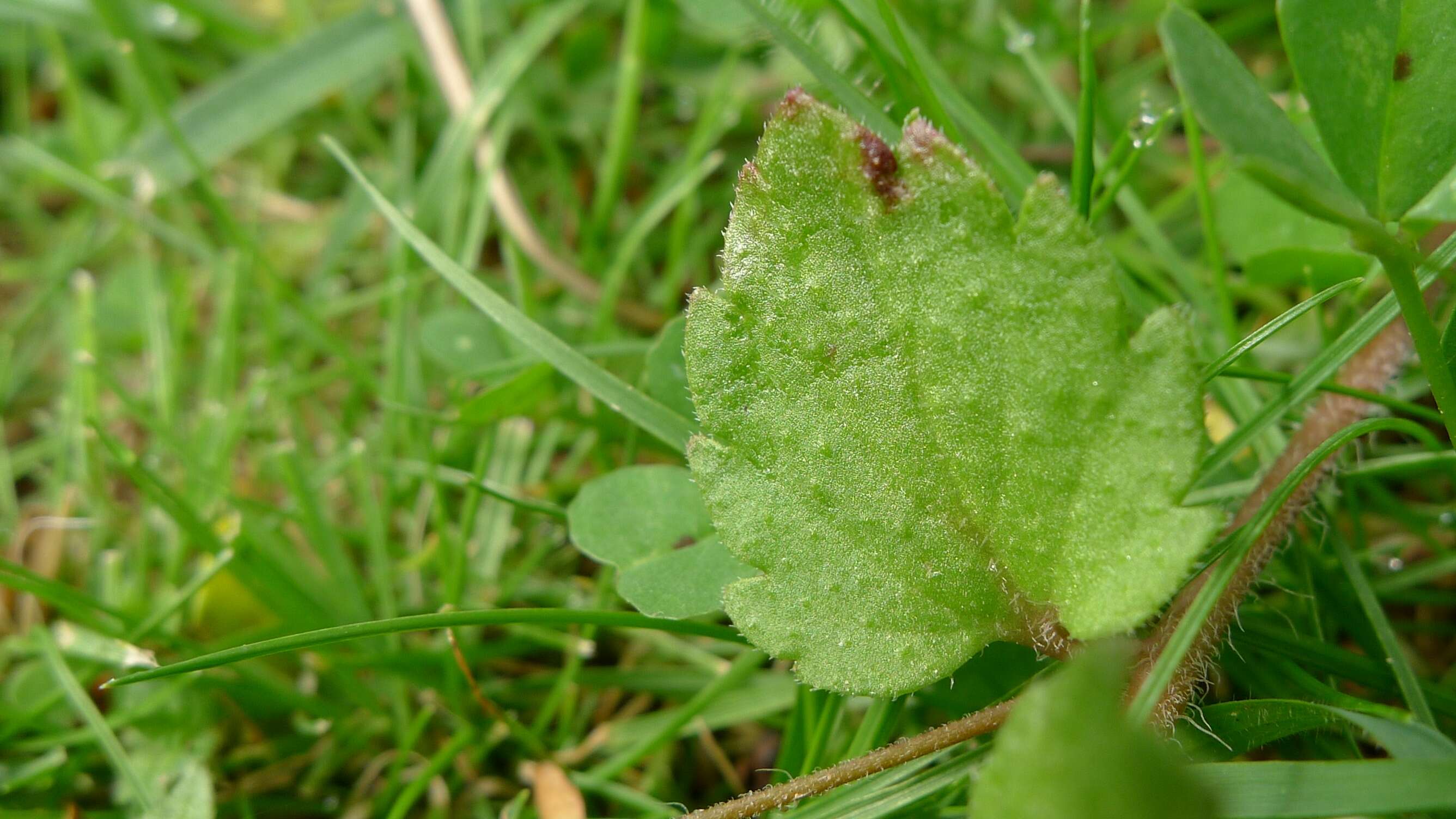 Image of birdeye speedwell