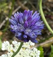 Image of wild onion