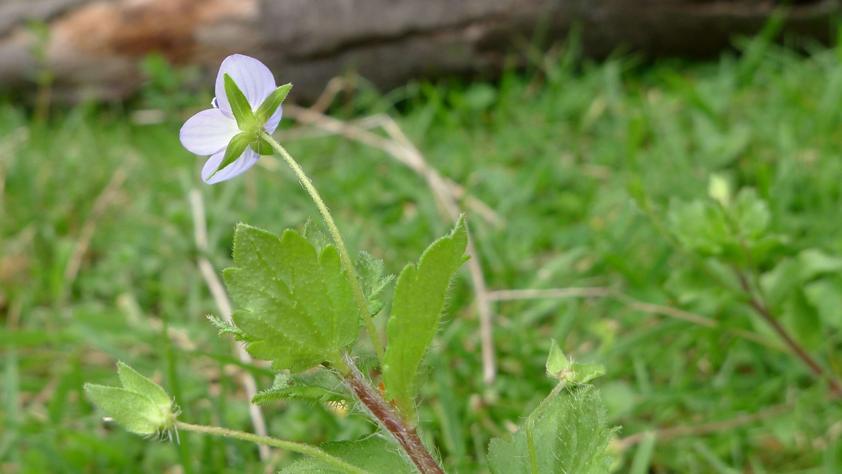 Image of birdeye speedwell