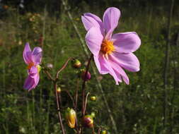 Image of Dahlia sorensenii H. V. Hansen & J. P. Hjerting