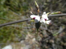 Image of Carmichaelia kirkii Hook.