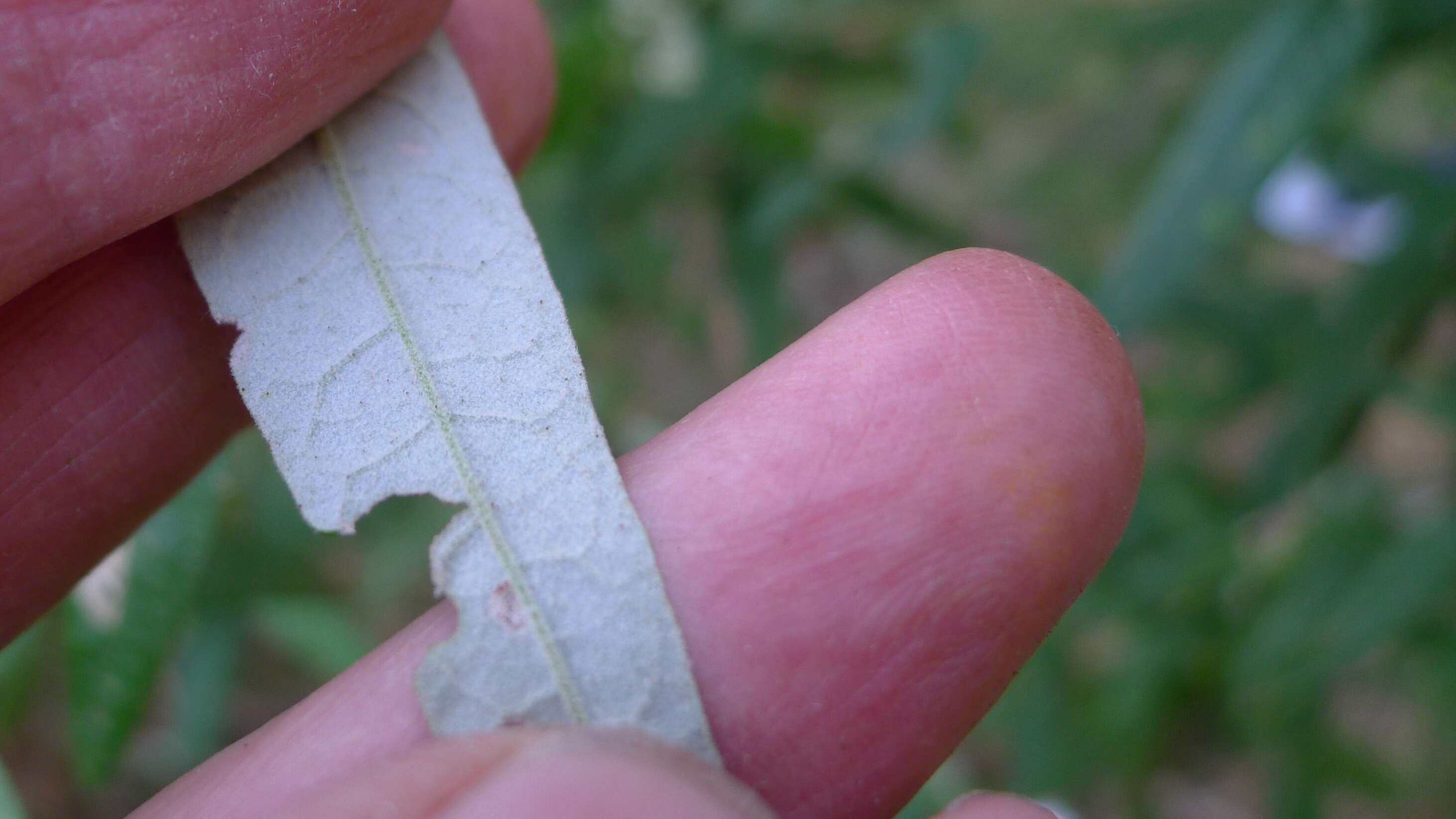 Olearia lirata resmi