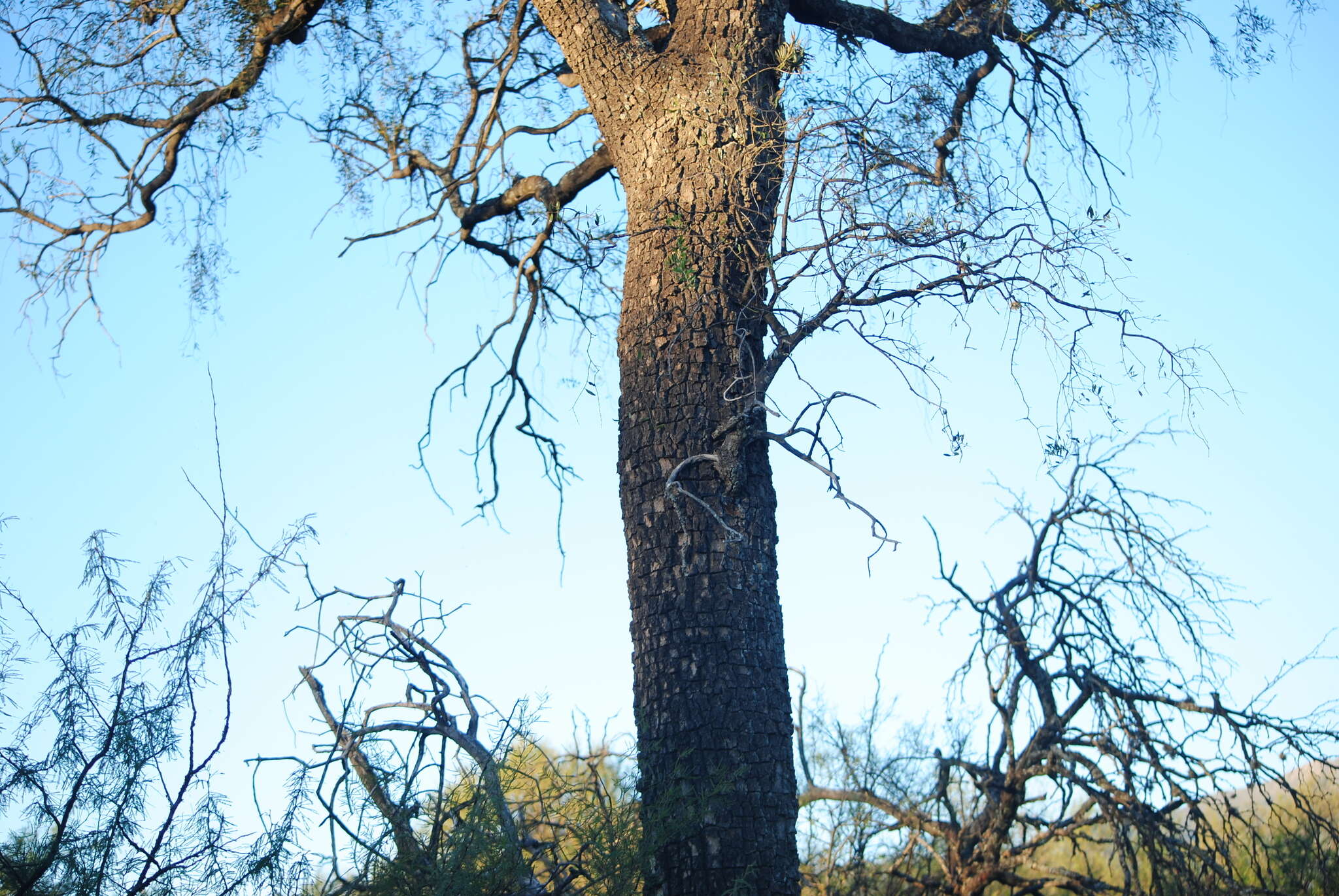 Image of Aspidosperma quebracho-blanco Schltdl.