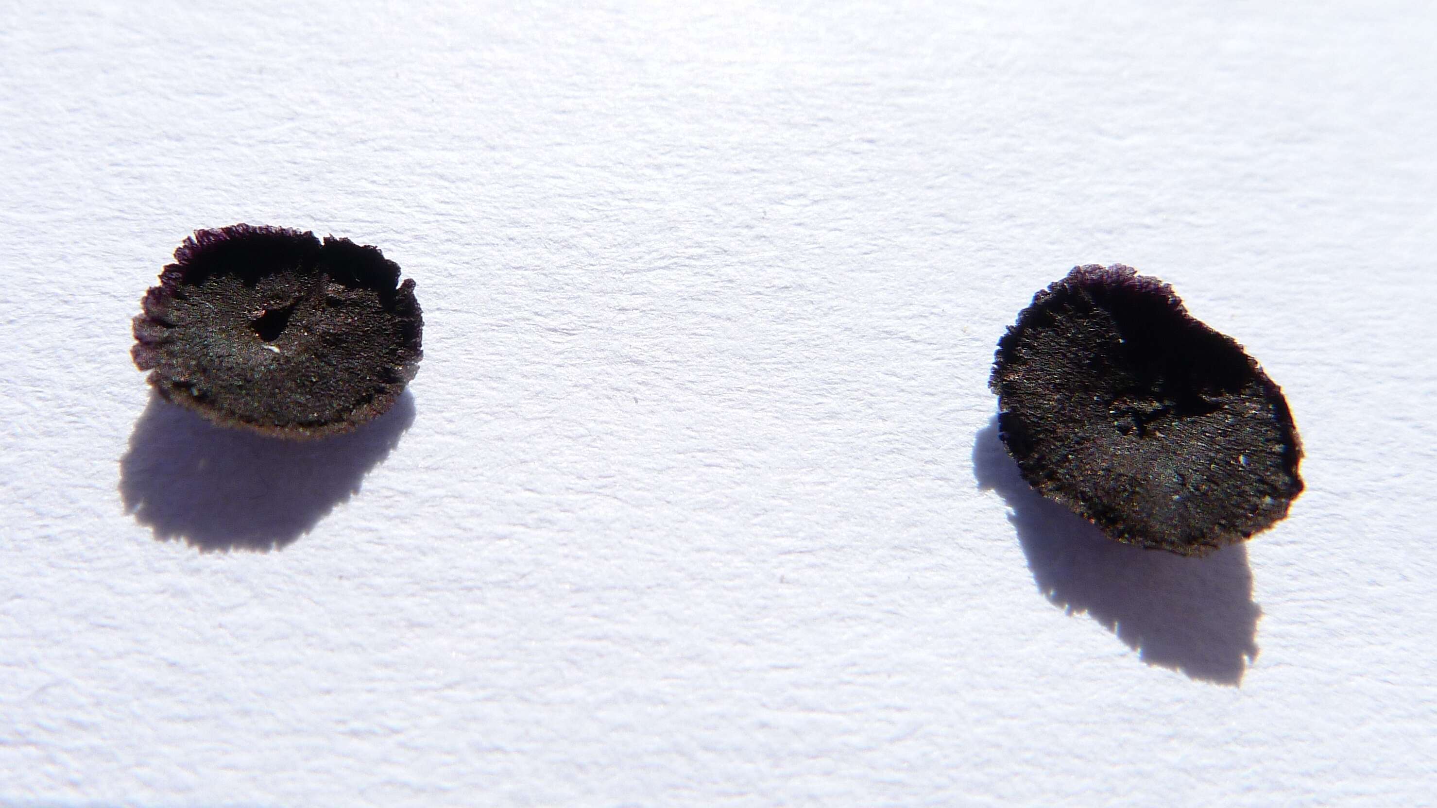 Image of Haemodorum planifolium R. Br.