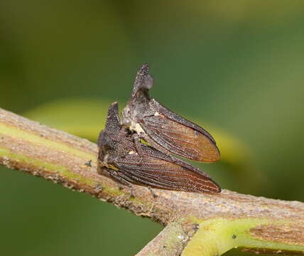 Image of Ceraon tasmaniae Fairmaire