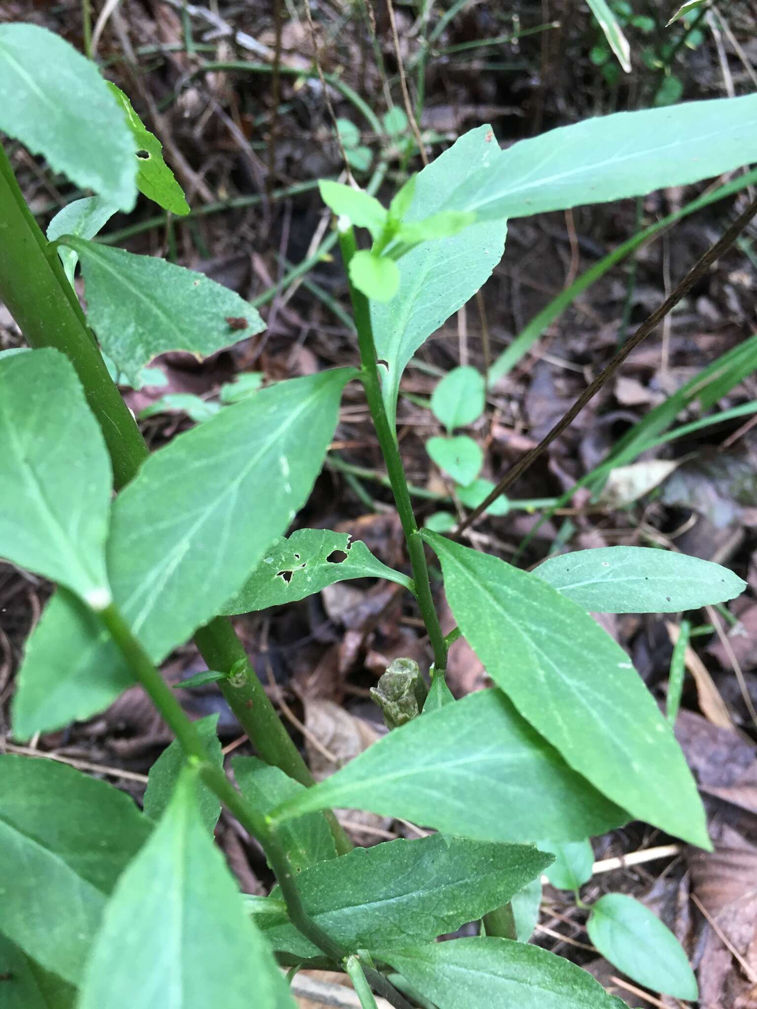 Image of southern lobelia