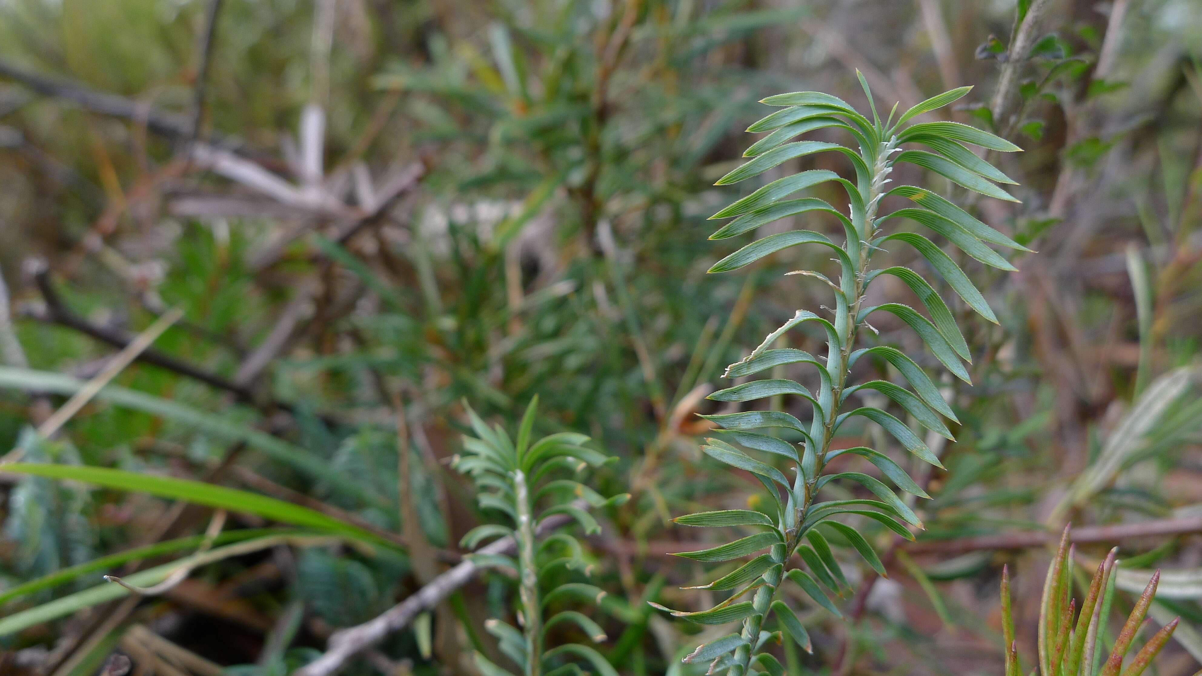 Image of Lomandra obliqua (Thunb.) J. F. Macbr.