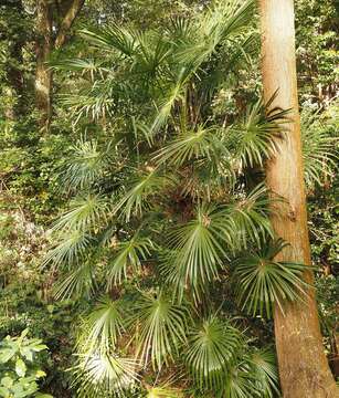 Trachycarpus fortunei (Hook.) H. Wendl. resmi