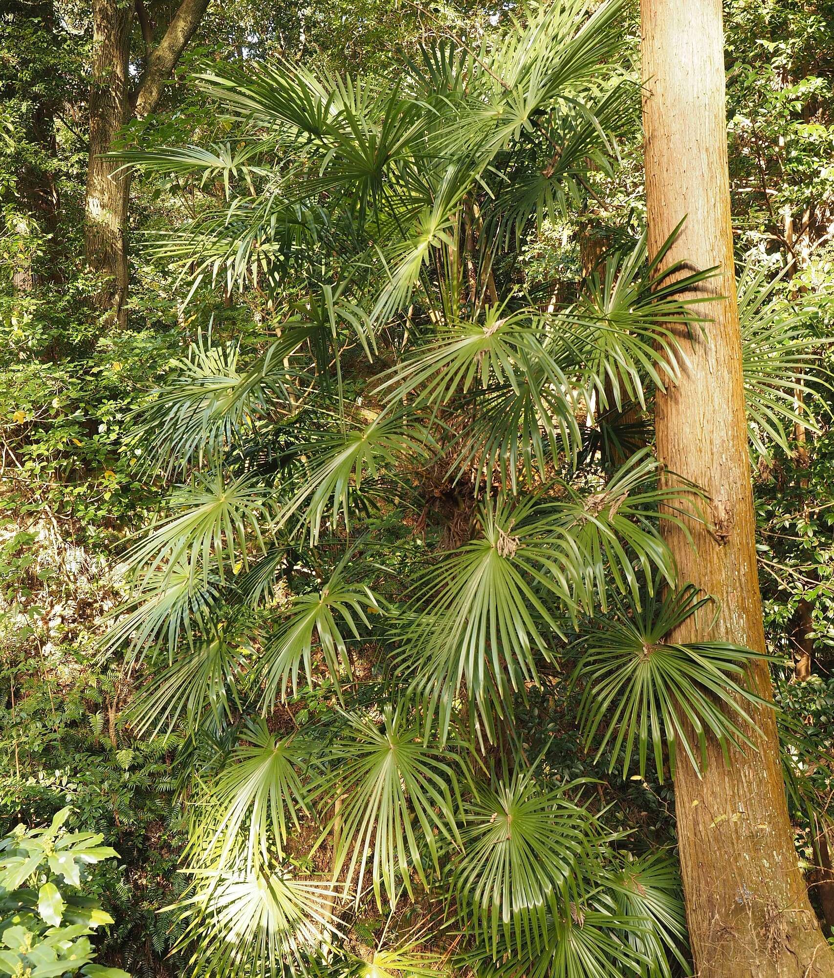 Image of Chinese windmill palm