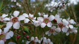 Image of Pink Tea Tree