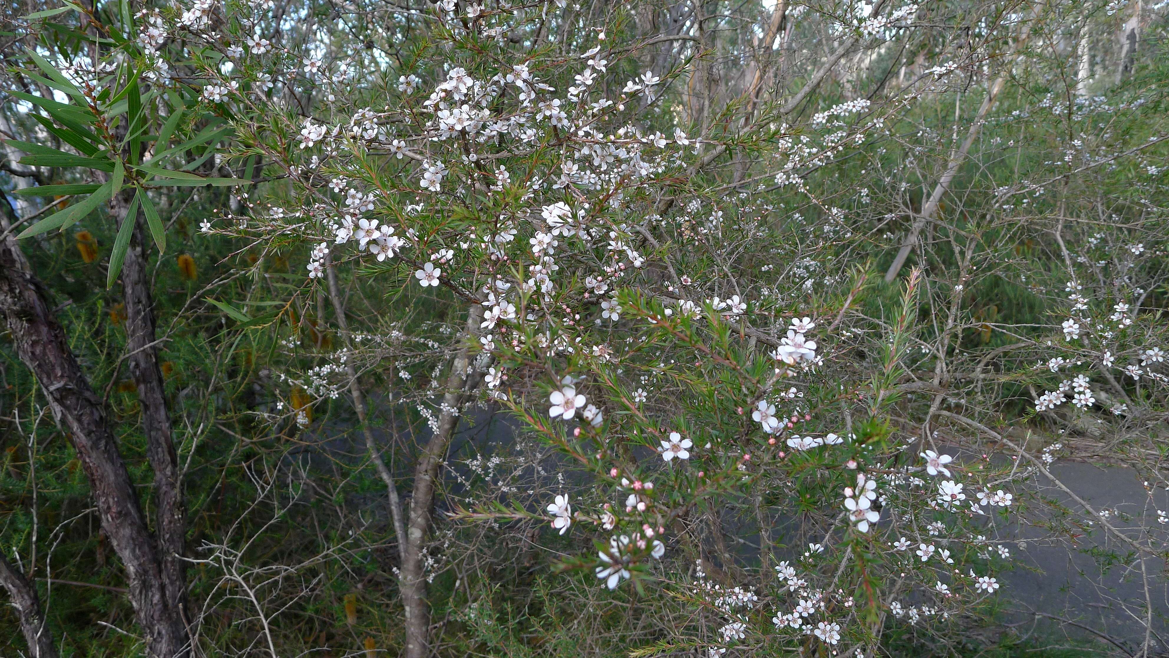 Слика од Leptospermum squarrosum Gaertn.