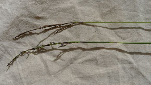 Image of bog-rush