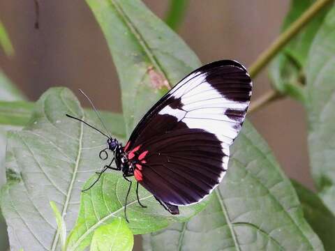 Image of Heliconius sapho leuce Doubleday (1847)