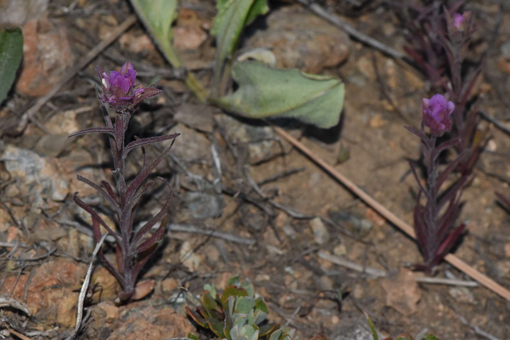 Imagem de Orthocarpus cuspidatus subsp. copelandii (Eastw.) T. I. Chuang & L. R. Heckard