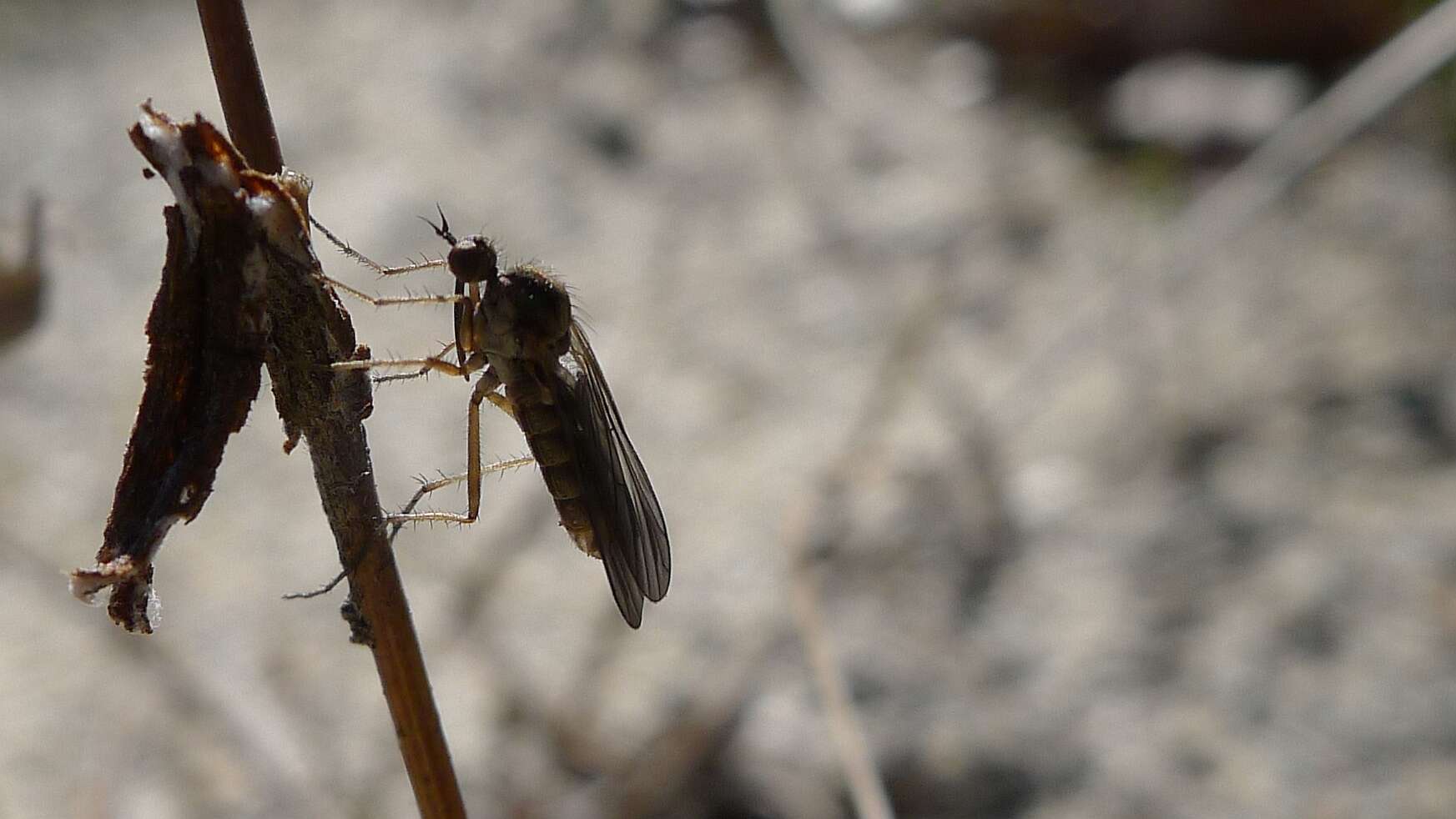 Image of dagger flies and balloon flies