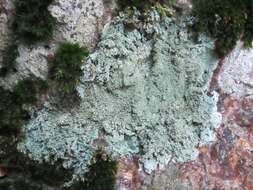 Image of Yasuda's crabseye lichen