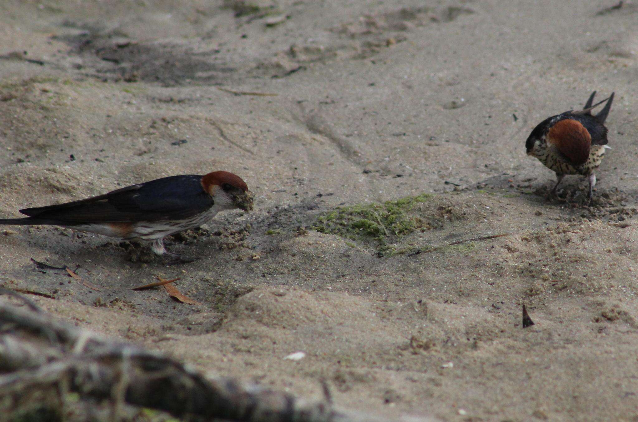 Image de Hirondelle à tête rousse