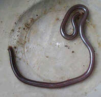 Image of Striped Blind Snake