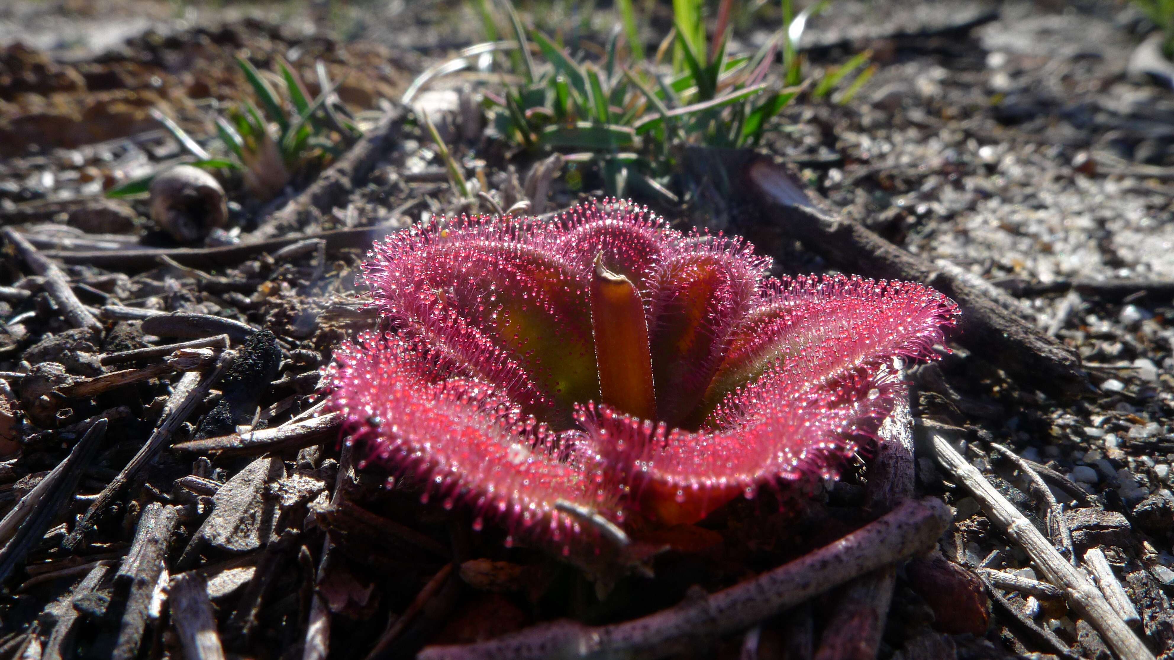 Image of Drosera erythrorhiza Lindl.