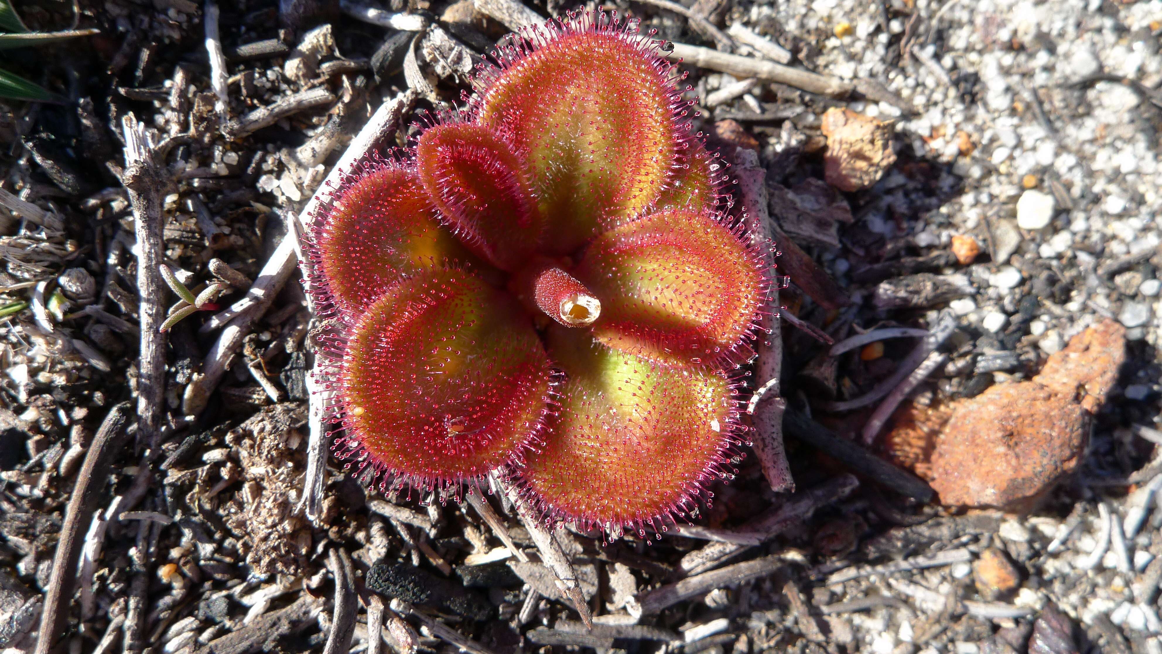 Image of Drosera erythrorhiza Lindl.