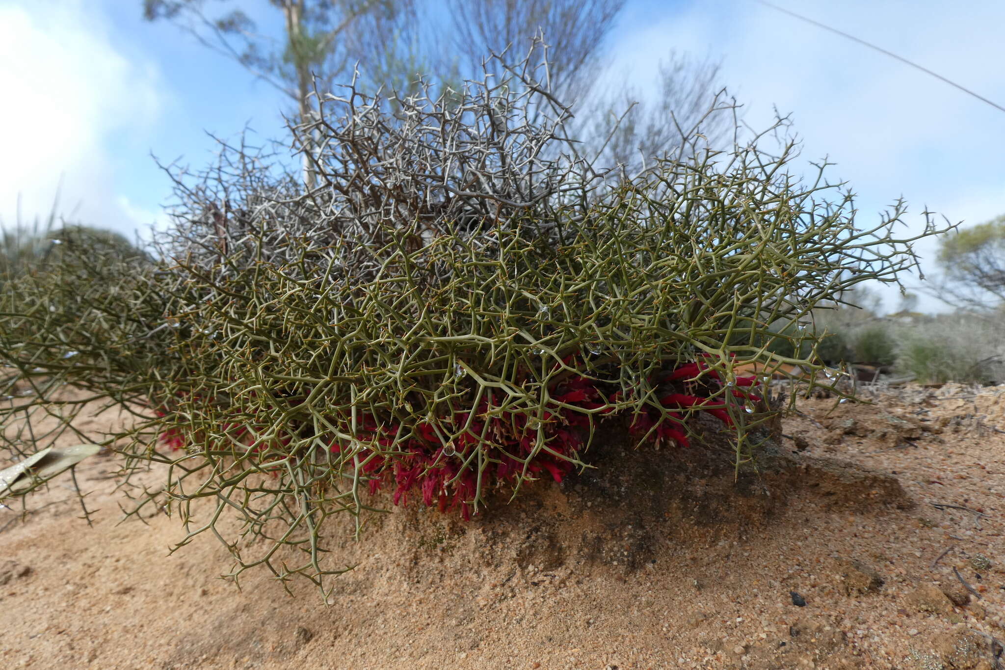 Image of Leptosema daviesioides (Turcz.) Benth.