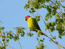 Image of Plum-headed Parakeet