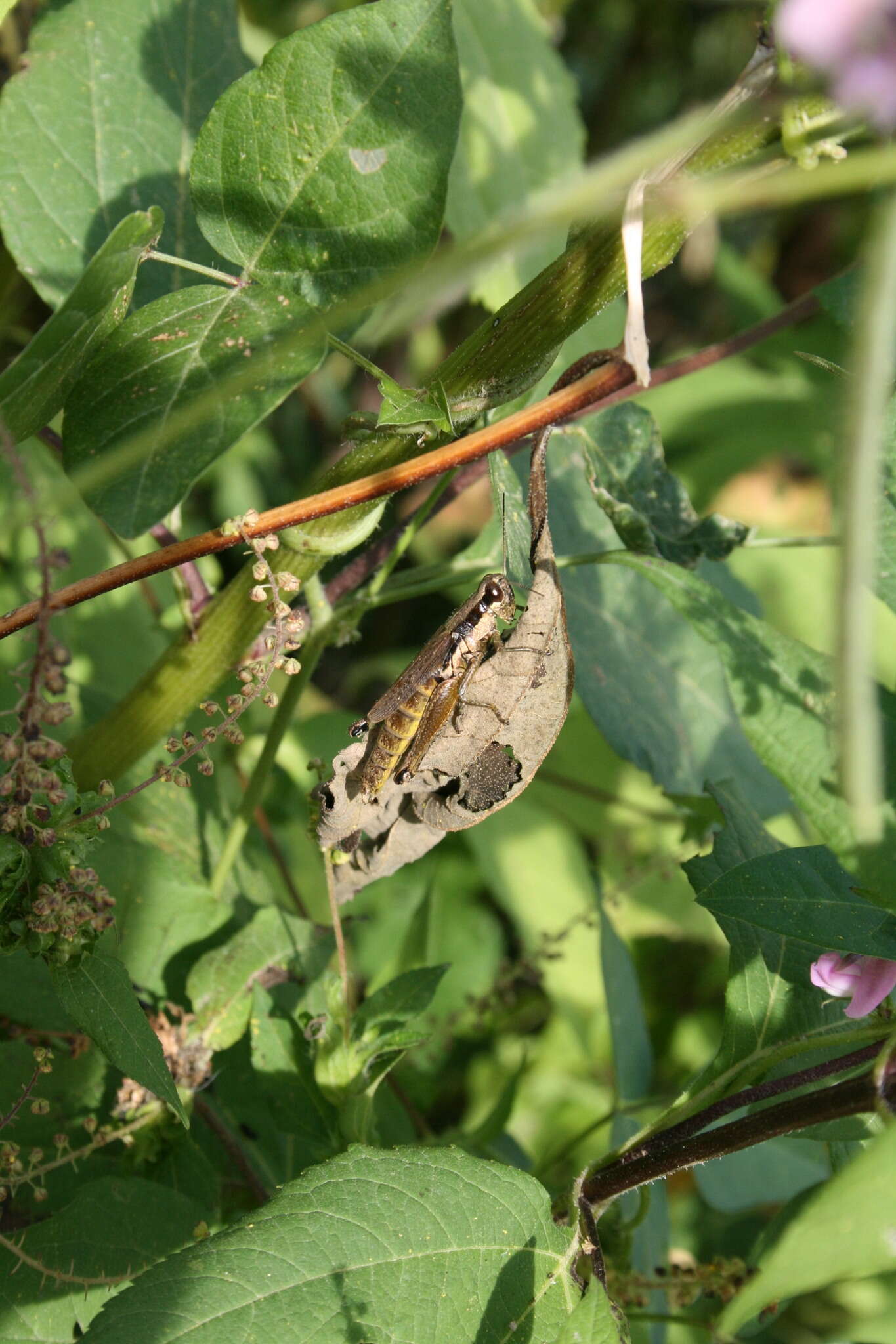 Image of Olive-green Swamp Grasshopper