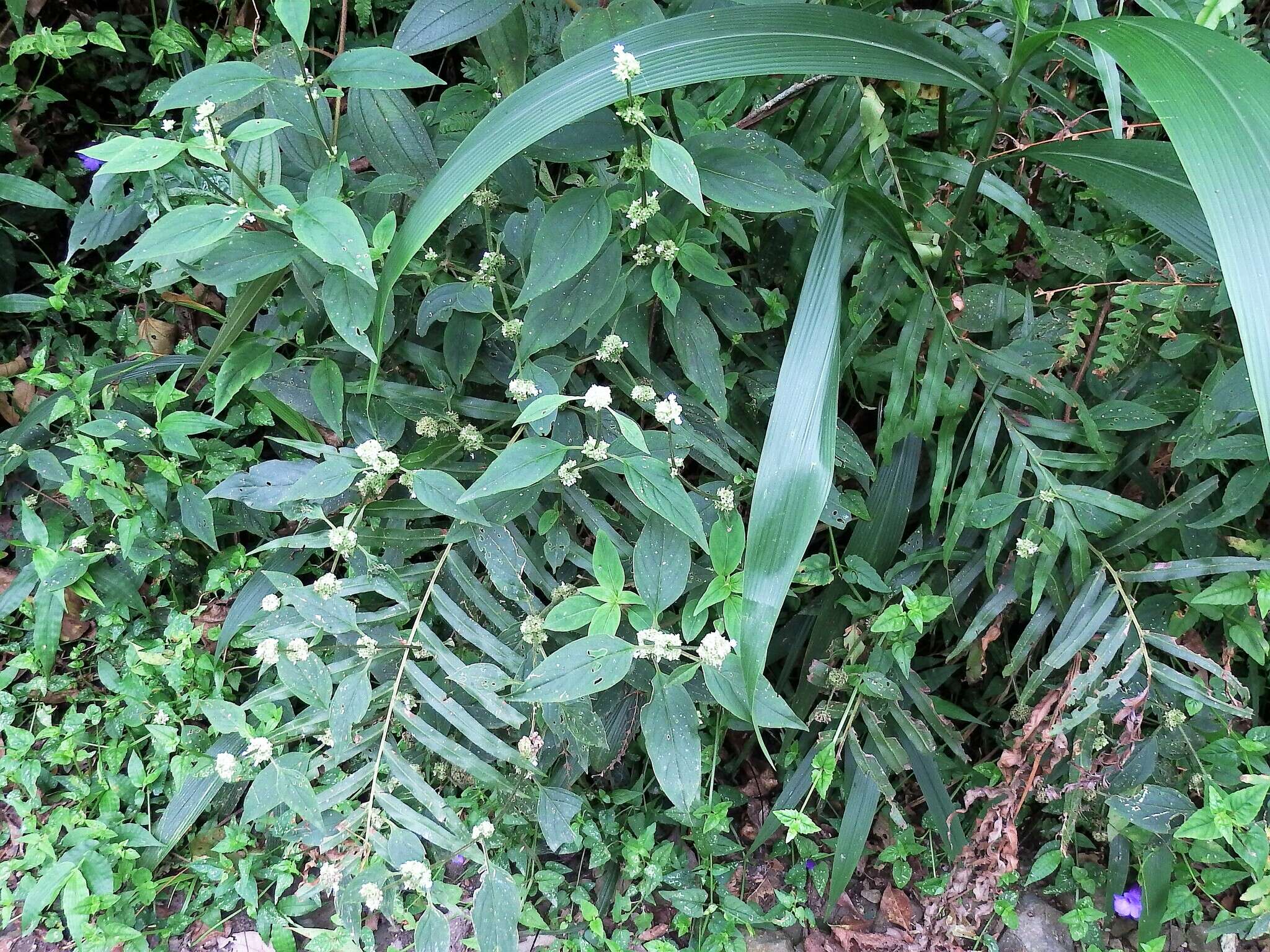 Image of Hedyotis uncinella Hook. & Arn.