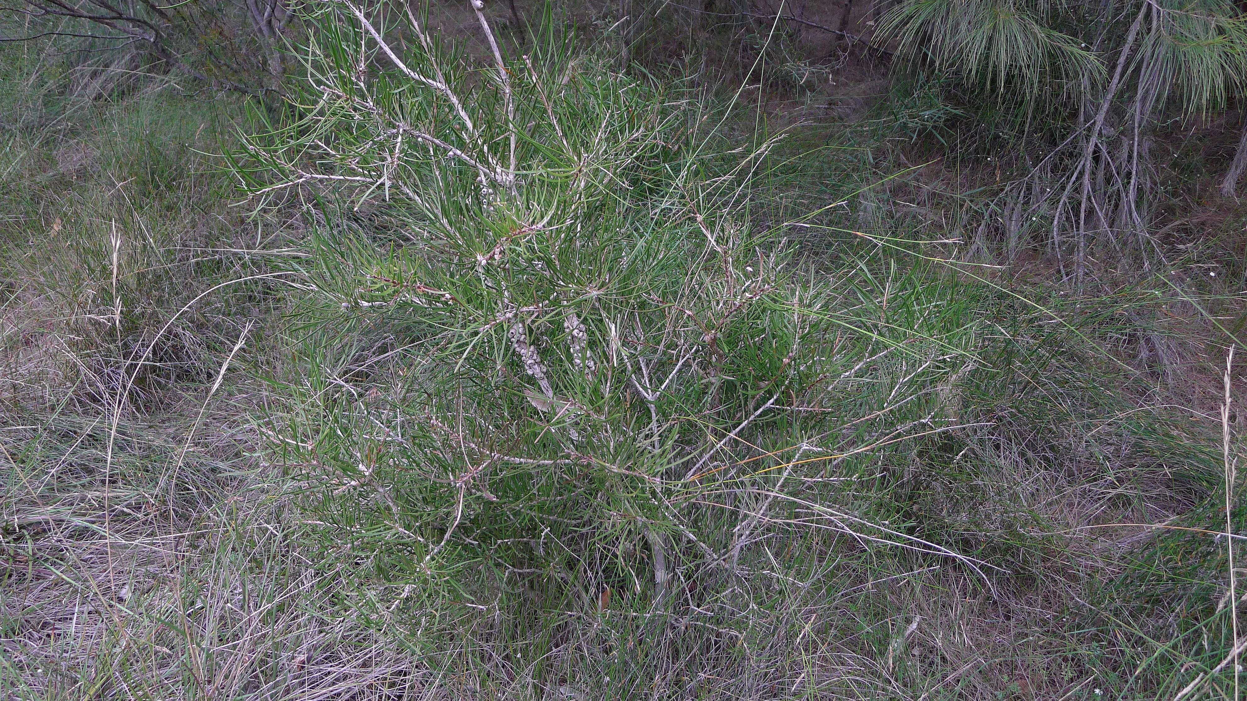 صورة Callistemon rigidus R. Br.